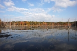 Sessions Woods