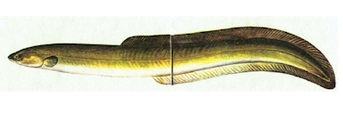 American Eel 