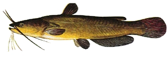 Yellow Bullhead